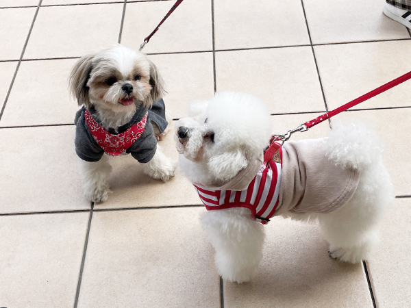 カコの元モデル犬、里親さんと来校♪